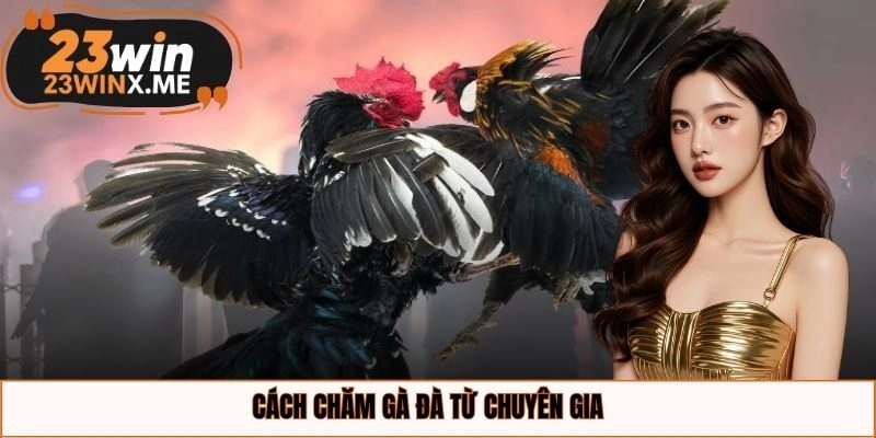 Cách chăm gà đà từ chuyên gia