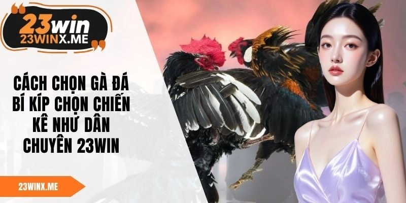 Cách Chọn Gà Đá – Bí Kíp Chọn Chiến Kê Như Dân Chuyên 23WIN