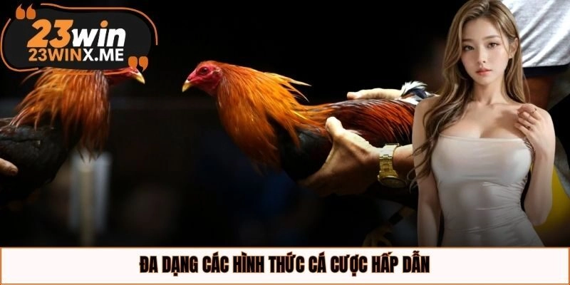 Đa dạng các hình thức đá chiến kê hấp dẫn