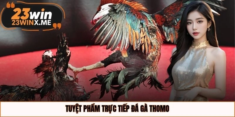 Tuyệt phẩm trực tiếp đá gà Thomo